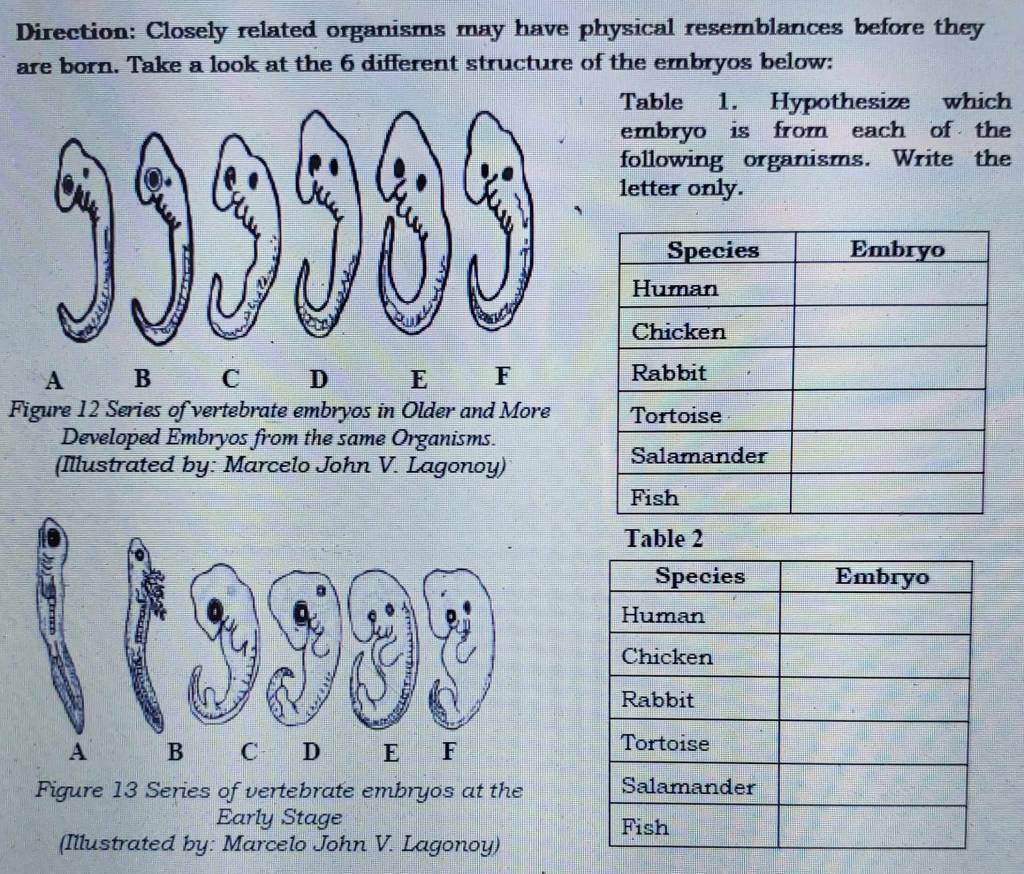 Direction: Closely related organisms may have physical resemblances before they 
are born. Take a look at the 6 different structure of the embryos below: 
Table 1. Hypothesize which 
embryo is from each of the 
following organisms. Write the 
letter only. 
A B C D E F 
Figure 12 Series of vertebrate embryos in Older and More 
Developed Embryos from the same Organisms. 
(Illustrated by: Marcelo John V. Lagonoy) 
Table 2 
Figure 13 Series of vertebrate embryos at the 
Early Stage 
(Illustrated by: Marcelo John V. Lagonoy)