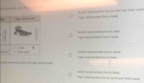 of eersnters ses i the .
tusist solsmonders live on land near frosh water
“ Tiger satemanders live in lakes.
Axpiotl salamanders live in trees.
Tiger salamanders live in caves.
e Axoloti salamanders live in caves.
Tiger salamanders live in trees.
e areas where the axoletl and tiger salamanders
Axoloti salamanders live in lakes.
Tiger salamanders live on land near fresh water.