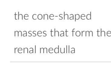 the cone-shaped 
masses that form the 
renal medulla