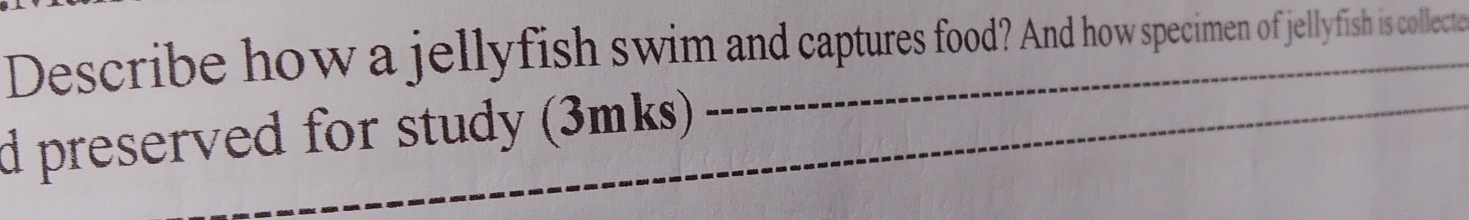 Describe how a jellyfish swim and captures food? And how specimen of jellyfish is collecte 
d preserved for study (3mks)