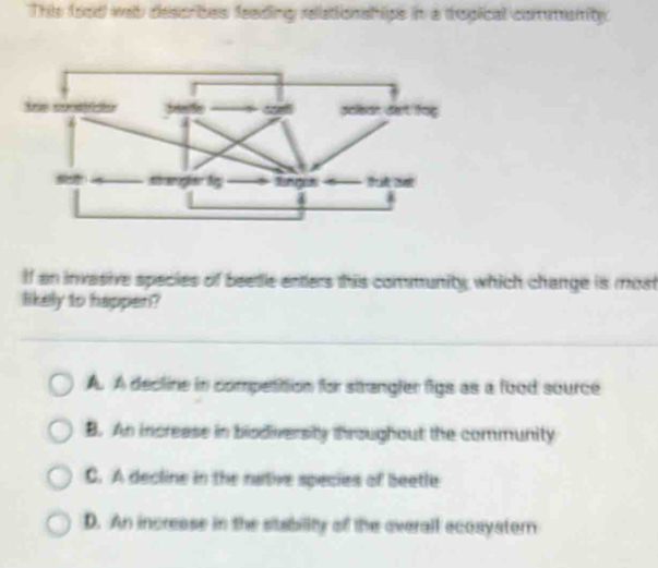 This food wab describes feeding relationships in a topical commenity.
If an invasive species of beetle enters this community, which change is most
likely to happen?
A. A decline in competition for strangler figs as a food source
B. An increase in bisdiversity throughout the community
C. A decline in the native species of beetle
D. An increase in the stability of the overall ecosystorn