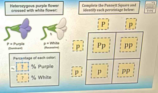 Solved: Heterozygous purple flower Complete the Punnett Square and ...