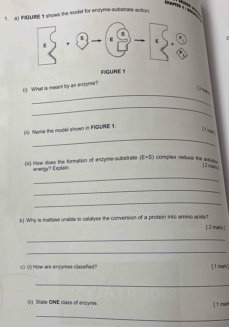 éssion 1014 
1. a) FIGURE 1 shows the model for enzyme-substrate action. 
2 
FIGURE 1 
_ 
(i) What is meant by an enzyme? 
[ 2 marks 
_ 
_ 
(ii) Name the model shown in FIGURE 1. 
[1 mark 
(iii) How does the formation of enzyme-substrate (E+S) complex reduce the activation 
energy? Explain. 
[ 2 marks] 
_ 
_ 
_ 
b) Why is maltase unable to catalyse the conversion of a protein into amino acids? 
[ 2 marks ] 
_ 
_ 
c) (i) How are enzymes classified? [1 mark ] 
_ 
(ii) State ONE class of enzyme. 
[ 1 mark 
_