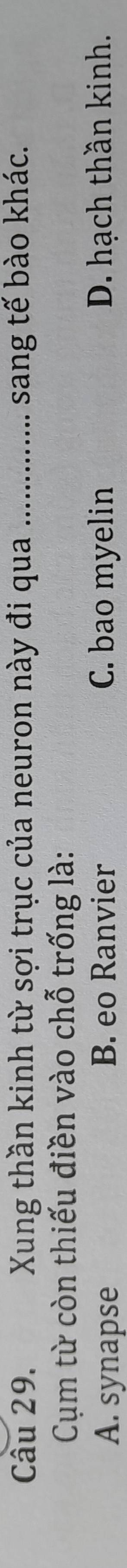 Xung thần kinh từ sợi trục của neuron này đi qua _sang tế bào khác.
Cụm từ còn thiếu điền vào chỗ trống là:
A. synapse B. eo Ranvier C. bao myelin D. hạch thần kinh.