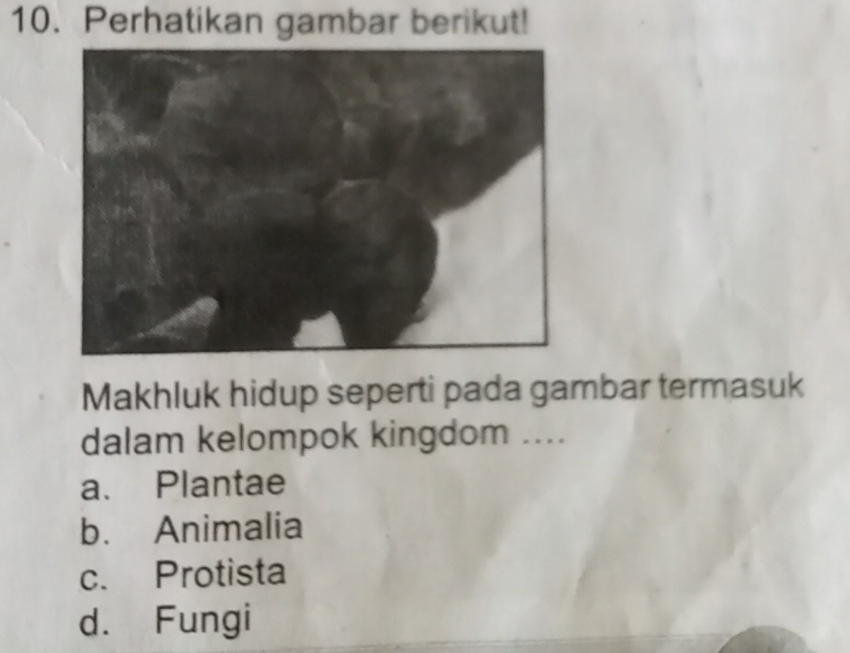 Perhatikan gambar berikut!
Makhluk hidup seperti pada gambar termasuk
dalam kelompok kingdom ....
a. Plantae
b. Animalia
c. Protista
d. Fungi