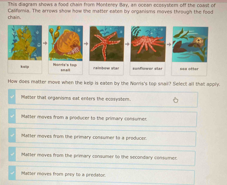 Solved: This diagram shows a food chain from Monterey Bay, an ocean ...