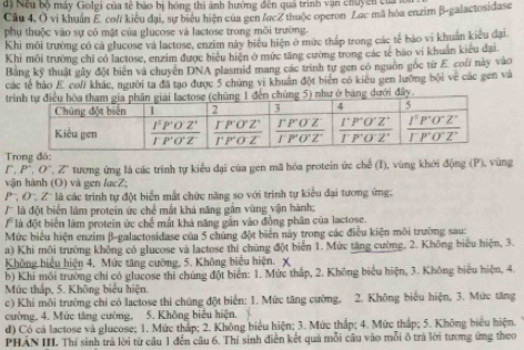 dị Nếu bộ máy Golgi của tế bào bị hóng thi ảnh hướng đến quả trình vận chuyên của i
Câu 4, Ở vi khuẩn E col/ kiểu đại, sự biểu hiện của gen facZ thuộc operon Lac mã hóa enzim β-galactosidase
phụ thuộc vào sự có mật của glucose và lactose trong môi trường.
Khi môi trường có cả glucose và lactose, enzim này biểu hiện ở mức thấp trong các tế bảo vi khuẩn kiểu đại
Khi môi trường chỉ có lactose, enzim được biểu hiện ở mức tăng cường trong các tế bão vi khuẩn kiểu đại.
Bằng kỹ thuật gây đột biến và chuyên DNA plasmid mang các trình tự gen có nguồn gọc từ E. cou này vào
các tế bào E col/ khác, người ta đã tạo được 5 chúng vi khuẩn đột biển có kiêu gen lưỡng bội về các gen và
trến chúng 5) như ở bang dưới đây.
Trong đó:
r.P',O,O ' Z' tương ứng là các trình tự kiểu đại của gen mã hóa protein ức chế (I), vùng khởi động (P), vùng
vận hành (O) và gen lacZ;
P,O Z'  l ác trinh tự đột biển mắt chức năng so với trinh tự kiểu đại tương ứng:
/  là đột biển làm protein ức chế mắt khả năng gắn vùng vận hành;
là đột biển làm protein ức chế mắt khả năng gần vào đồng phân của lactose.
Mức biểu hiện enzim β-galactosidase của 5 chúng đột biển này trong các điều kiện môi trường sau:
a) Khi môi trường không có glucose và lactose thì chủng đột biển 1. Mức tăng cường. 2. Không biểu hiện, 3.
Không hiểu hiện 4, Mức tăng cường, 5. Không biểu hiện. X
b) Khi môi trường chỉ có glucose thi chúng đột biển: 1. Mức tháp, 2. Không biểu hiện, 3. Không biểu hiện, 4.
Mức thắp, 5. Không biểu hiện.
c) Khi môi trường chỉ có lactose thi chúng đột biển: 1. Mức tăng cường, 2. Không biểu hiện, 3. Mức tăng
cường, 4. Mức tăng cường, 5. Không biểu hiện.
d) Có cả lactose và glucose; 1. Mức thấp; 2. Không biểu hiện; 3. Mức thắp; 4. Mức thắp; 5. Không biểu hiện.
PHAN III. Thí sinh trà lời từ câu 1 đến câu 6. Thí sinh điễn kết quả mỗi câu vào mỗi ô trả lời tương ứng theo