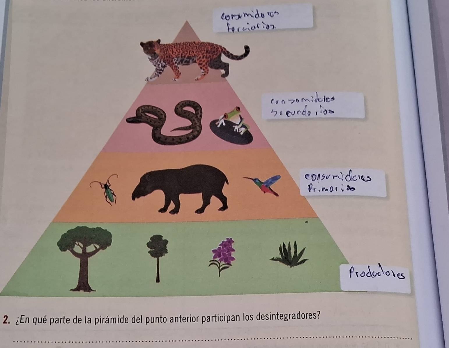 ¿En qué parte de la pirámide del punto anterior participan los desintegradores? 
_