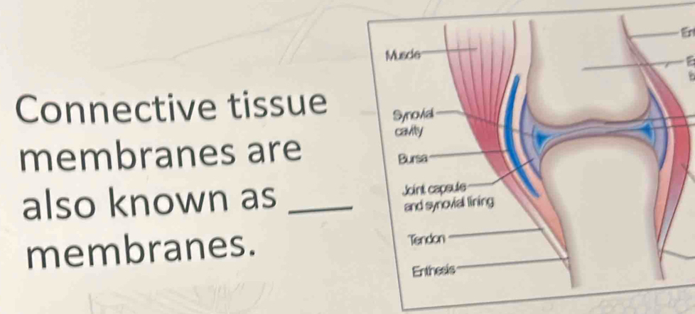 Connective tissue 
membranes are 
also known as _ 
membranes.