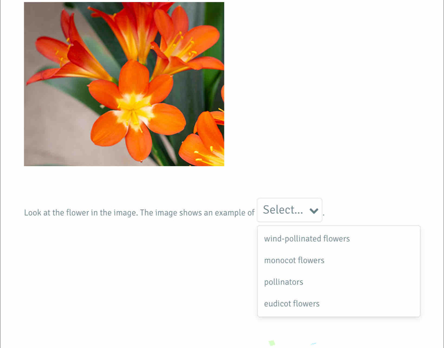 Look at the flower in the image. The image shows an example of Select...
wind-pollinated flowers
monocot flowers
pollinators
eudicot flowers