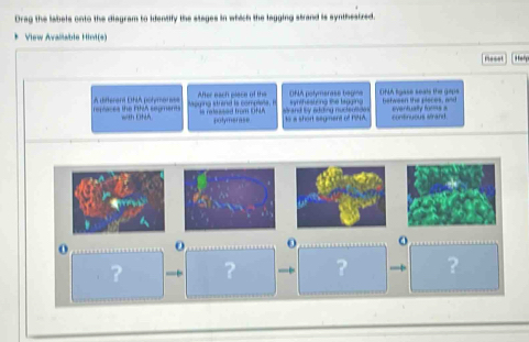 Drag the labels onto the diagram to identify the stages in which the lagging strand is synthestzed. 
* View Avaliable Hint(s) 
meset 
DNA potymérase begine ONA lgase seals the gaps 
repaces the 1ic segments A difterant OhA polymanes maging strand is complle i Afer each place of the i relessed from IONA s and by adding nuclenttion . syntheslzing the lagging hetween the pleces, and evartually fums = 
=I Ltáh polymerase to a short segment of 1NA. continuous strand 
o 
o 
? ? ? ?