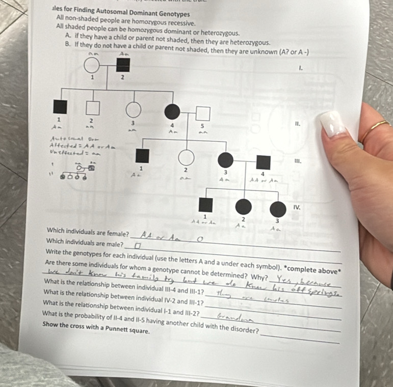 ales for Finding Autosomal Dominant Genotypes 
All non-shaded people are homozygous recessive. 
All shaded people can be homozygous dominant or heterozygous. 
A. if they have a child or parent not shaded, then they are heterozygous. 
B. If they do not have a child or p
_ 
female? 
_ 
Which individuals are male? 
Write the genotypes for each individual (use the letters A and a under each symbol). *complete above* 
_ 
_Are there some individuals for whom a genotype cannot be determined? Why? 
What is the relationship between individual III -4 and III -1? 
What is the relationship between individual IV -2 and III -1?_ 
What is the relationship between individual I -1 and III -2?_ 
_ 
What is the probability of II -4 and II -5 having another child with the disorder? 
Show the cross with a Punnett square.