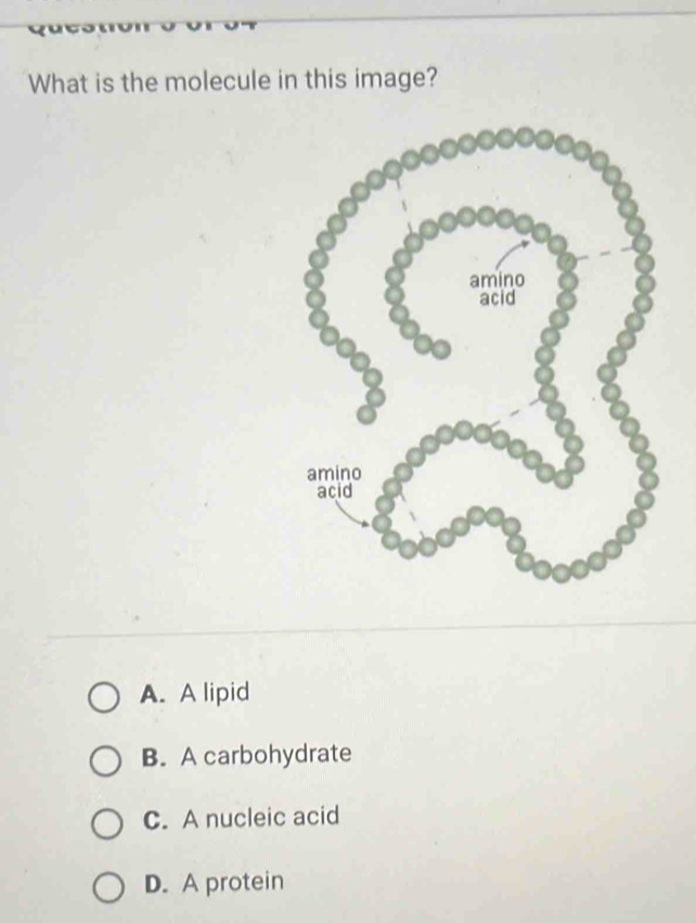 What is the molecule in this image?
A. A lipid
B. A carbohydrate
C. A nucleic acid
D. A protein