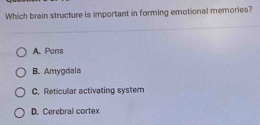 Which brain structure is important in forming emotional memories?
A. Pons
B. Amygdala
C. Reticular activating system
D. Cerebral cortex