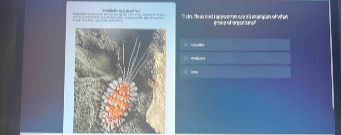 Symbiotic Relationship
Parsation is n inices ton ferwen tow gas igs o hep a beut oranism is harned
d te paere beneiis im the interaction. Exampls of this type of unginten Ticks, fleas and tapeworms are all examples of what
ef io ts ipewerins, and bar teri group of organisms?
parasites
predators
prey