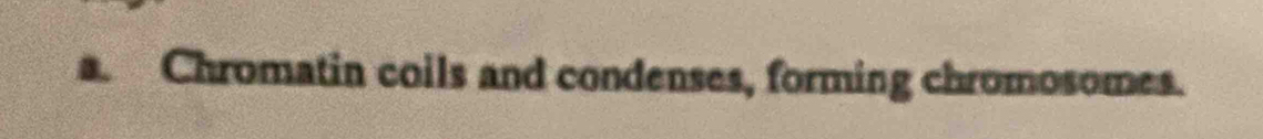 Chromatin coils and condenses, forming chromosomes.