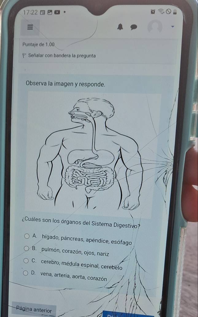 17:22 
Puntaje de 1.00
Señalar con bandera la pregunta
Observa la imagen y responde.
son los órganos del Sistema Digestivo?
A. hígado, páncreas, apéndice, esófago
B. pulmón, corazón, ojos, nariz
C. cerebro, médula espinal, cerebelo
D. vena, arteria, aorta, corazón
Página anterior