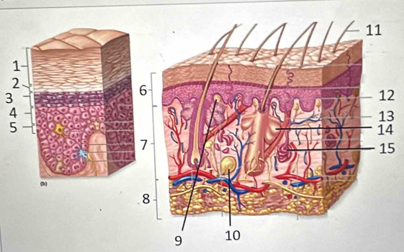 3
2
3
5
9