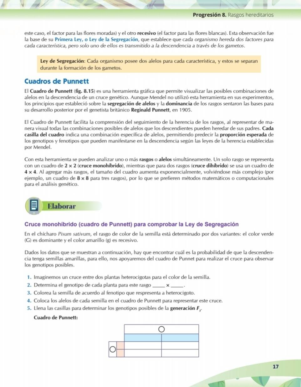 Progresión 8. Rasgos hereditarios
este caso, el factor para las flores moradas) y el otro recesivo (el factor para las flores blancas). Esta observación fue
la base de su Primera Ley, o Ley de la Segregación, que establece que cada organismo hereda dos factores para
cada característica, pero solo uno de ellos es transmitido a la descendencia a través de los gametos.
Ley de Segregación: Cada organismo posee dos alelos para cada característica, y estos se separan
durante la formación de los gametos.
Cuadros de Punnett
El Cuadro de Punnett (fig. 8.15) es una herramienta gráfica que permite visualizar las posibles combinaciones de
alelos en la descendencia de un cruce genético. Aunque Mendel no utilizó esta herramienta en sus experimentos,
los principios que estableció sobre la segregación de alelos y la dominancia de los rasgos sentaron las bases para
su desarrollo posterior por el genetista británico Reginald Punnett, en 1905.
El Cuadro de Punnett facilita la comprensión del seguimiento de la herencia de los rasgos, al representar de ma-
nera visual todas las combinaciones posibles de alelos que los descendientes pueden heredar de sus padres. Cada
casilla del cuadro indica una combinación específica de alelos, permitiendo predecir la proporción esperada de
los genotipos y fenotipos que pueden manifestarse en la descendencia según las leyes de la herencia establecidas
por Mendel.
Con esta herramienta se pueden analizar uno o más rasgos o alelos simultáneamente. Un solo rasgo se representa
con un cuadro de 2* 2 (cruce monohíbrido), mientras que para dos rasgos (cruce dihíbrido) se usa un cuadro de
4* 4 3. Al agregar más rasgos, el tamaño del cuadro aumenta exponencialmente, volviéndose más complejo (por
ejemplo, un cuadro de 8* 8 para tres rasgos), por lo que se prefieren métodos matemáticos o computacionales
para el análisis genético.
Elaborar
Cruce monohíbrido (cuadro de Punnett) para comprobar la Ley de Segregación
En el chícharo Pisum sativum, el rasgo de color de la semilla está determinado por dos variantes: el color verde
(G) es dominante y el color amarillo (g) es recesivo.
Dados los datos que se muestran a continuación, hay que encontrar cuál es la probabilidad de que la descenden-
cia tenga semillas amarillas, para ello, nos apoyaremos del cuadro de Punnet para realizar el cruce para observar
los genotipos posibles.
1. Imaginemos un cruce entre dos plantas heterocigotas para el color de la semilla.
2. Determina el genotipo de cada planta para este rasgo _X _.
3. Colorea la semilla de acuerdo al fenotipo que respresenta a heterocigoto.
4. Coloca los alelos de cada semilla en el cuadro de Punnett para representar este cruce.
5. Llena las casillas para determinar los genotipos posibles de la generación F_1.
Cuadro de Punnett:
17