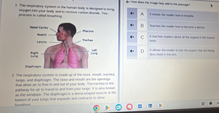 How does the image help add to the passage?
1. The respiratory system in the human body is designed to bring It shows the reader how to breathe.
oxygen into your body and to remove carbon dioxide. This
process is called breathing.
A
B Teaches the reader how to become a doctor.
C It teaches readers about all the organs in the human
body.
D It allows the reader to see the organs that are being
described in the text.
2 The respiratory system is made up of the nose, mouth, trachea,
lungs, and diaphragm. The nose and mouth are the openings
that allow air to flow in and out of your body. The trachea is the
pathway for air to travel to and from your lungs. It is also known
as the windpipe. The diaphragm is a dome-shaped muscle at the
bottom of your lungs that expands and contracts to allow
breathing