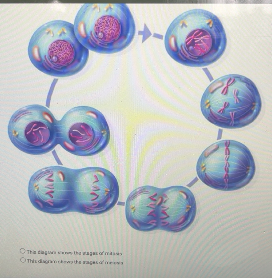 Solved: This diagram shows the stages of meiosis [Biology]