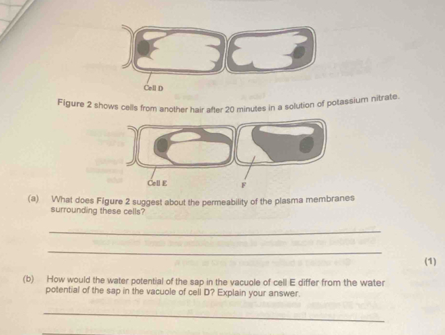 Cell D 
Figure 2 shows cells from another hair after 20 minutes in a solution of potassium nitrate. 
(a) What does Figure 2 suggest about the permeability of the plasma membranes 
surrounding these cells? 
_ 
_ 
(1) 
(b) How would the water potential of the sap in the vacuole of cell E differ from the water 
potential of the sap in the vacuole of cell D? Explain your answer. 
_