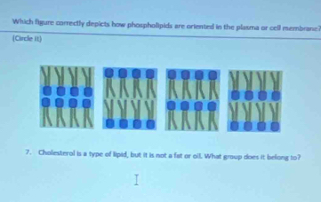 Which figure correctly depicts how phospholipids are oriented in the plasma or cell membrane? 
(Circle it) 
7. Cholesterol is a type of lipid, but it is not a fat or oll. What group does it belong to?