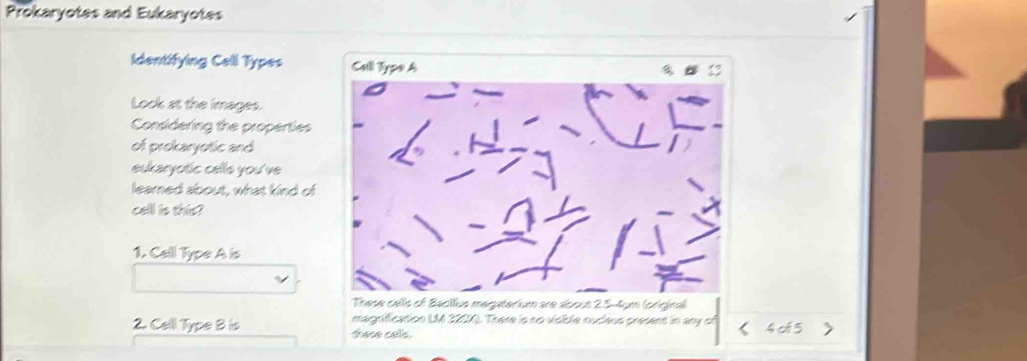 Prokaryotes and Eukaryotes 
Identifying Cell Types Call Type A 
Look at the images. 
Considering the properties 
of prokaryotic and 
eukaryotic cells you've 
learned about, what kind of 
cell is this? 
1. Cell Type A is 
These cells of Bacillus megaterium are about 25-4um (origina) 
magnification LM 320K). There is no visible nudeus present in any of 
2 Cell Type B is thase cels.