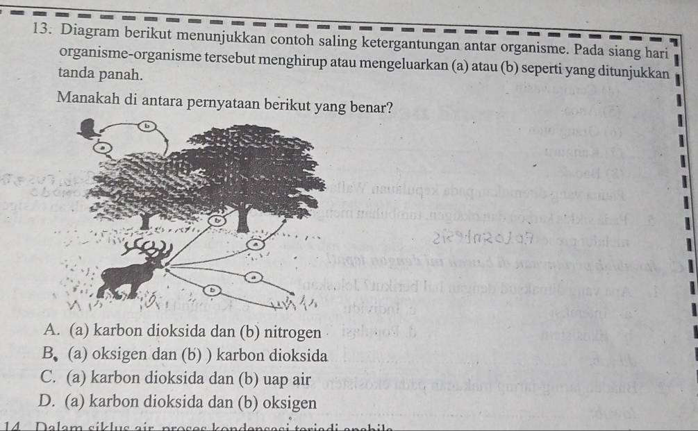 Diagram berikut menunjukkan contoh saling ketergantungan antar organisme. Pada siang hari
organisme-organisme tersebut menghirup atau mengeluarkan (a) atau (b) seperti yang ditunjukkan
tanda panah.
Manakah di antara pernyataan berikut yang benar?
A. (a) karbon dioksida dan (b) nitrogen
B. (a) oksigen dan (b) ) karbon dioksida
C. (a) karbon dioksida dan (b) uap air
D. (a) karbon dioksida dan (b) oksigen
14 Dalem siklus eir