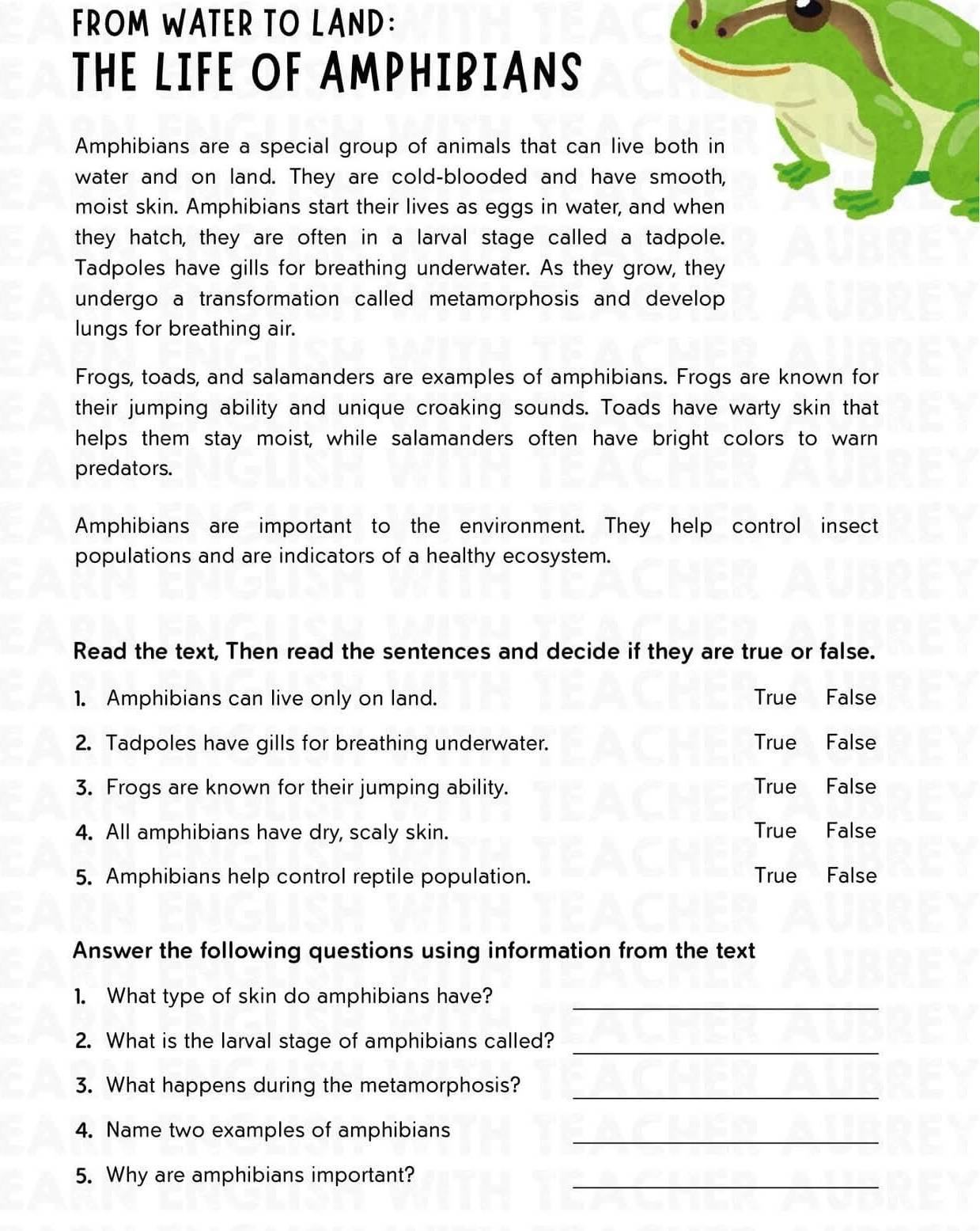 FROM WATER TO LAND:
THE LIFE OF AMPHIBIANS
Amphibians are a special group of animals that can live both in
water and on land. They are cold-blooded and have smooth,
moist skin. Amphibians start their lives as eggs in water, and when
they hatch, they are often in a larval stage called a tadpole.
Tadpoles have gills for breathing underwater. As they grow, they
undergo a transformation called metamorphosis and develop 
lungs for breathing air.
Frogs, toads, and salamanders are examples of amphibians. Frogs are known for
their jumping ability and unique croaking sounds. Toads have warty skin that
helps them stay moist, while salamanders often have bright colors to warn
predators.
Amphibians are important to the environment. They help control insect
populations and are indicators of a healthy ecosystem.
Read the text, Then read the sentences and decide if they are true or false.
1. Amphibians can live only on land. True False
2. Tadpoles have gills for breathing underwater. True False
3. Frogs are known for their jumping ability. True False
4. All amphibians have dry, scaly skin. True False
5. Amphibians help control reptile population. True False
Answer the following questions using information from the text
1. What type of skin do amphibians have?_
2. What is the larval stage of amphibians called?_
3. What happens during the metamorphosis?_
4. Name two examples of amphibians_
5. Why are amphibians important?_