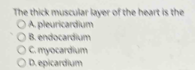 The thick muscular layer of the heart is the
A. pleuricardium
B. endocardium
C. myocardium
D. epicardium