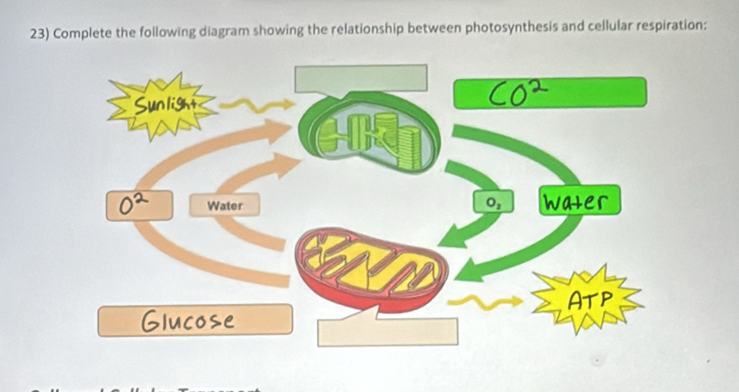 Complete the following diagram showing the relationship between photosynthesis and cellular respiration: