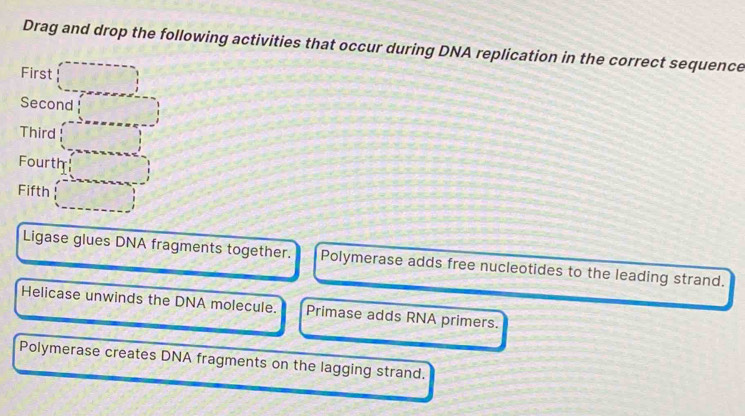 Drag and drop the following activities that occur during DNA replication in the correct sequence
First
Second
Third
Fourth
Fifth
Ligase glues DNA fragments together. Polymerase adds free nucleotides to the leading strand.
Helicase unwinds the DNA molecule. Primase adds RNA primers.
Polymerase creates DNA fragments on the lagging strand.