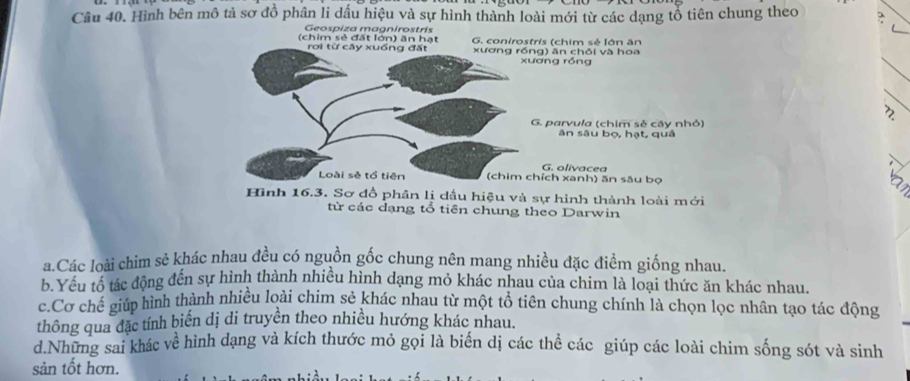 Hình bên mô tả sơ đồ phân li dấu hiệu và sự hình thành loài mới từ các dạng tổ tiên chung theo
Geospiza magnirostris
(chim sẻ đất lớn) ăn hạt G. conirostris (chim sẻ lớn ăn
rời từ cây xuống đất xương rồng) ăn chối và hoa
xương róng
2
G. parvula (chim sẻ cây nhỏ)
ăn sāu bọ, hạt, quả
G. olivacea
Loài sẻ tồ tiên (chim chích xanh) ăn sâu bọ
Hình 16.3. Sơ đồ phân lị dầu hiệu và sự hình thành loài mới
từ các dạng tổ tiên chung theo Darwin
a.Các loài chim sẻ khác nhau đều có nguồn gốc chung nên mang nhiều đặc điểm giống nhau.
b.Yếu tố tác động đến sự hình thành nhiều hình dạng mỏ khác nhau của chim là loại thức ăn khác nhau.
c.Cơ chế giúp hình thành nhiều loài chim sẻ khác nhau từ một tổ tiên chung chính là chọn lọc nhân tạo tác động
thông qua đặc tính biến dị di truyền theo nhiều hướng khác nhau.
d.Những sai khác về hình dạng và kích thước mỏ gọi là biến dị các thể các giúp các loài chim sống sót và sinh
sản tốt hơn.