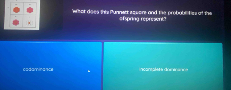 What does this Punnett square and the probabilities of the
ofspring represent?
codominance incomplete dominance