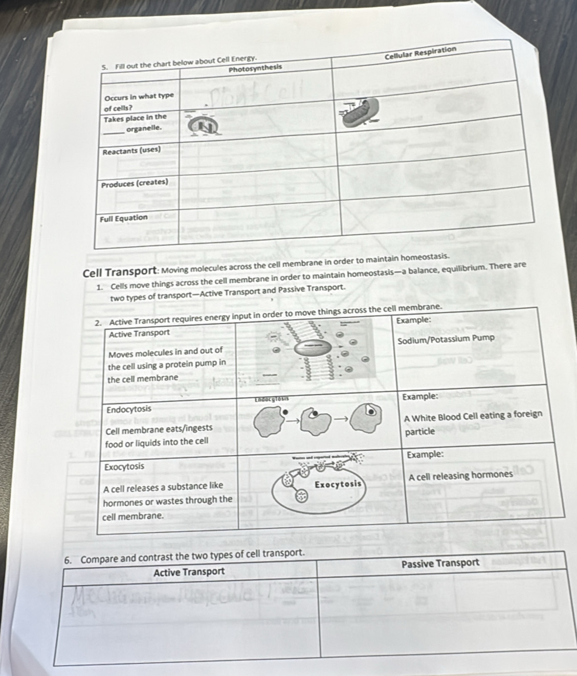 Cell Transport: Moving molecules across the cell membrane in order to maintain homeosta.
1. Cells move things across the cell membrane in order to maintain homeostasis—a balance, equilibrium. There are
two types of transport—Active Transport and Passive Transport.
6. Compare and contrast the two types of cell transport.
Active Transport Passive Transport