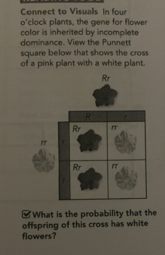 Gelöst:Connect to Visuals In four o’clock plants, the gene for flower ...