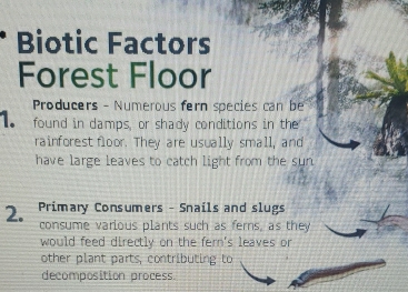 Biotic Factors 
Forest Floor 
* Producers - Numerous fern species can be 
1. found in damps, or shady conditions in the 
rainforest floor. They are usually small, and 
have large leaves to catch light from the sun 
2. Primary Consumers - Snails and slugs 
consume various plants such as ferns, as they 
would feed directly on the fern's leaves or 
other plant parts, contributing to 
decomposition process