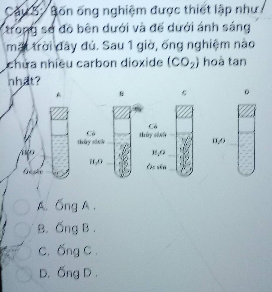 Cầu S : Bốn ống nghiệm được thiết lập như.
trong sở đô bên dưới và để dưới ánh sáng
mất trời đây đú. Sau 1 giờ, ống nghiệm nào
chửa nhiều carbon dioxide (CO_2) hoà tan
nhat?
B
C
D
Cô
Cô thủy sinh
thủy sinh j _7O
H, O
H, O
Ôc sên
An
A. Ống A .
B. Ống B .
C. Ống C .
D. Ống D .