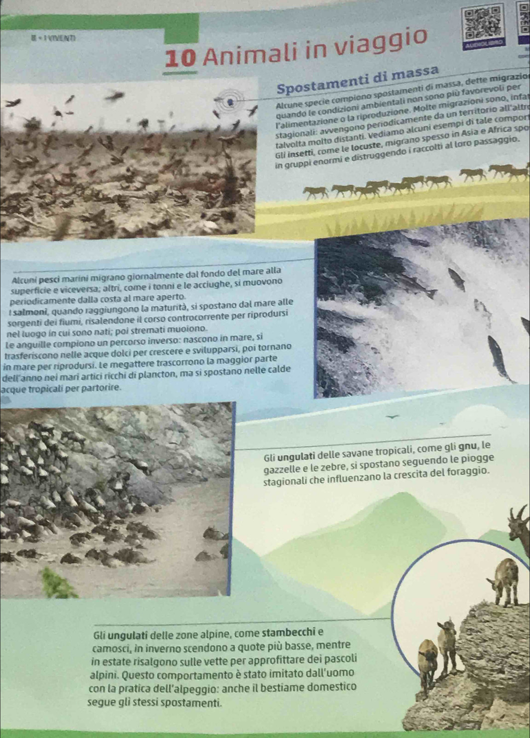 « 1 IVENT)
10 Animali in viaggio
ostamenti di massa
ne spécie compiono spostamenti di massa, dette migrazio
do le condizioni ambientali non sono più favorevoli per
mentazione o la riproduzione. Molte migrazioni sono, infat
onali: avvengono periodicamente da un territorio all'altre
lta molto distanti. Vediamo alcuni esempi di tale comport
setti, come le locuste, migrano spesso in Asia e Africa spo
uppi enormi e distruggendo i raccolti al loro passaggio.
Alcuni pesci marini migrano giornalmente dal fondo del mare alla
superficie e viceversa; altri, come i tonni e le acciughe, si muovono
periodicamente dalla costa al mare aperto.
I salmoni, quando raggiungono la maturità, si spostano dal mare alle
sorgenti dei flumi, risalendone il corso controcorrente per riprodursi
nel luogo in cui sono nati; poi stremati muoiono.
Le anguille compiono un percorso inverso: nascono in mare, si
trasferiscono nelle acque dolci per crescere e svilupparsi, poi tornano
in mare per riprodursi. Le megattere trascorrono la maggior parte
dell anno nei mari artici ricchi di plancton, ma si spostano nelle calde
acque tropicali per partorire.
Gli ungulati delle savane tropicali, come gli gnu, le
gazzelle e le zebre, si spostano seguendo le piogge
stagionali che influenzano la crescita del foraggio.
Gli ungulati delle zone alpine, come stambecchi e
camosci, in inverno scendono a quote più basse, mentre
in estate risalgono sulle vette per approfittare dei pascoli
alpini. Questo comportamento è stato imitato dall'uomo
con la pratica dell’alpeggio: anche il bestiame domestico
segue glì stessi spostamenti.