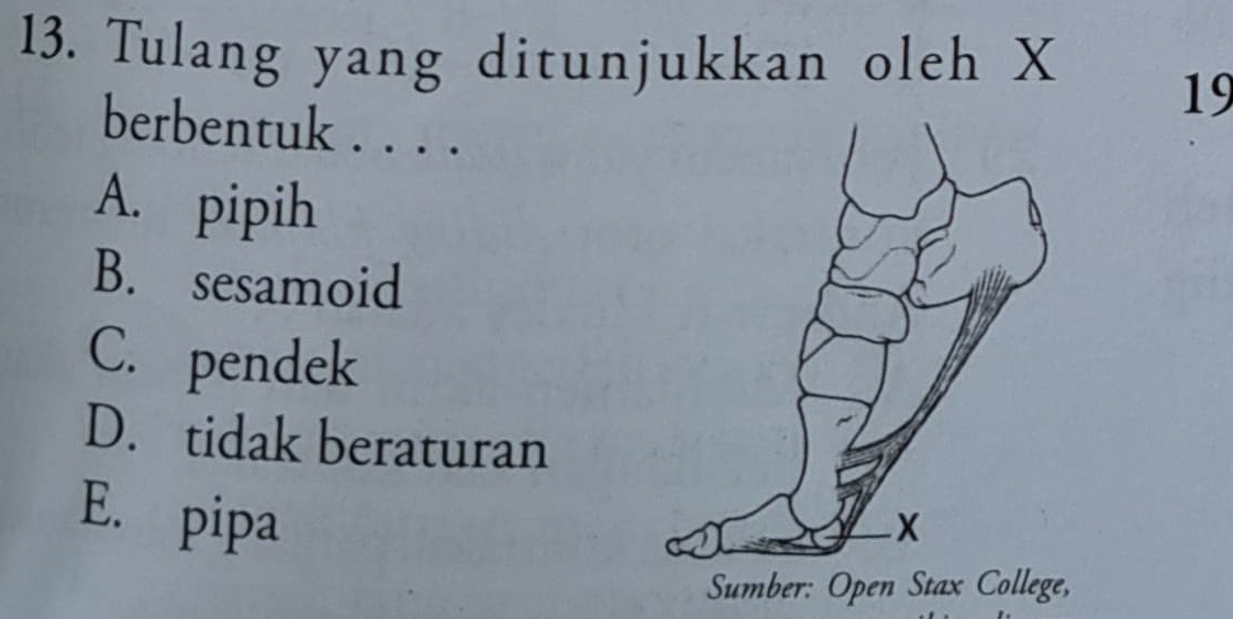 Tulang yang ditunjukkan oleh X
19
berbentuk . . . .
A. pipih
B. sesamoid
C. pendek
D. tidak beraturan
E. pipa