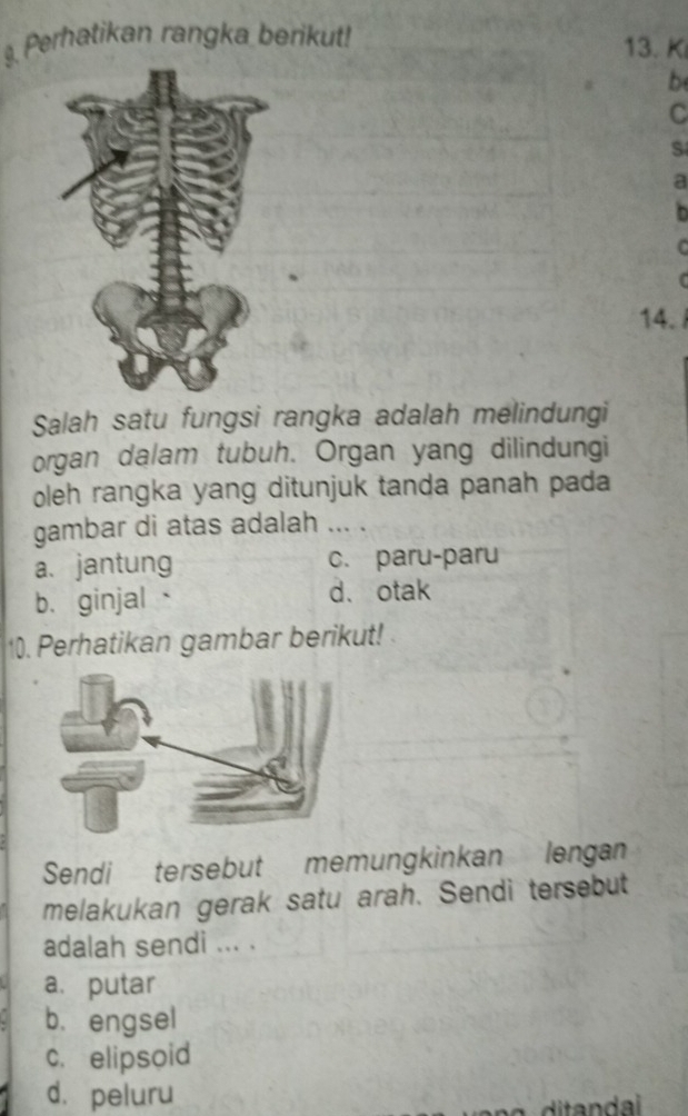 Perhatikan rangka berikut! 13. K
b
C
S
a
b
C
14.
Salah satu fungsi rangka adalah melindungi
organ dalam tubuh. Organ yang dilindungi
oleh rangka yang ditunjuk tanda panah pada
gambar di atas adalah ... .
a. jantung c. paru-paru
b. ginjal 、 d、otak
10. Perhatikan gambar berikut! 
Sendi tersebut memungkinkan lengan
melakukan gerak satu arah. Sendi tersebut
adalah sendi ... .
a. putar
b. engsel
c. elipsoid
d. peluru