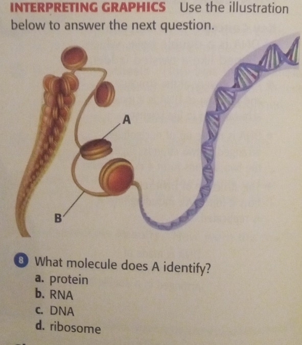 INTERPRETING GRAPHICS Use the illustration
below to answer the next question.
8 What molecule does A identify?
a. protein
b. RNA
c. DNA
d. ribosome