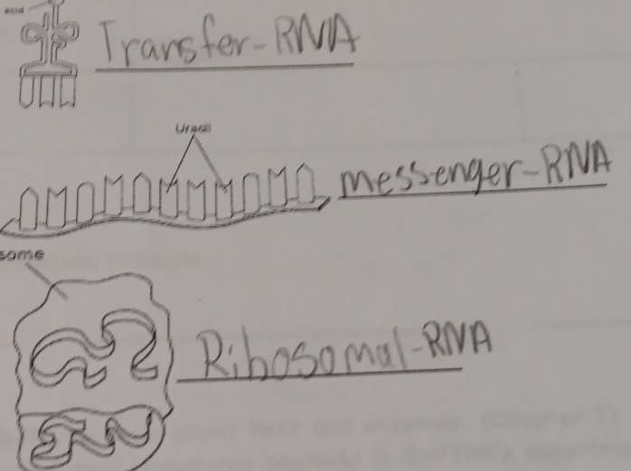 Transfer-FNA 
messenger-RNA 
Rihaso mal BNA