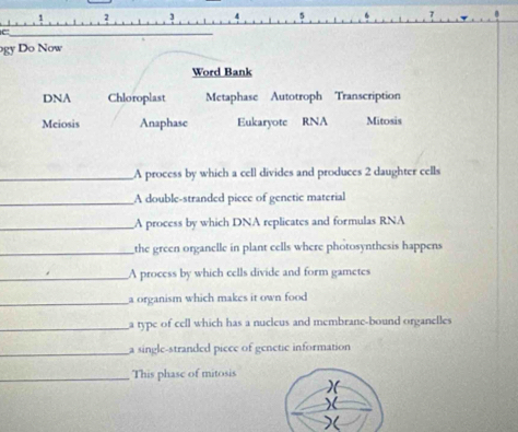 gy Do Now 
Word Bank 
DNA Chloroplast Metaphase Autotroph Transcription 
Meiosis Anaphasc Eukaryote RNA Mitosis 
_A process by which a cell divides and produces 2 daughter cells 
_A double-stranded piece of genetic material 
_A process by which DNA replicates and formulas RNA 
_the green organelle in plant cells where photosynthesis happens 
_A process by which cells divide and form gametes 
_a organism which makes it own food 
_a type of cell which has a nucleus and membrane-bound organelles 
_a single-stranded piece of genetic information 
_This phase of mitosis