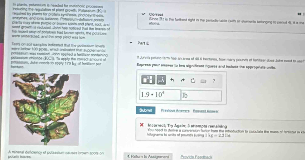 In plants, potassium is needed for metabolic processes 
including the regulation of plant growth. Potassium (K) is 
Correct 
required by plants for protein synthesis, photosynthesis. Since Br is the turthest right in the periodic table (with all elements belonging to period 4), it is the 
enzymes, and ionic balance. Potassium-deficient potato ators. 
plants may show purple or brown spots and plant, root, and 
seed growth is reduced. John has noticed that the leaves of 
his recent crop of potatoes had brown spots, the potatoes 
were undersized, and the crop yield was low. 
Part E 
Tests on soil samples indicated that the potassium levels 
were below 100 ppzs, which indicated that supplemental 
potassium was needed. John applied a fertifizer containing If John's potato farm has an area of 40.0 hectares, how many pounds of fertilizer does John need to uss? 
potassium chloride (KCI). To apply the correct amount of 
potassium, John needs to apply 170 kg of fertilizer per Express your answer to two significant figures and include the appropriate units. 
hectare.
mu A
?
1.9· 10^4 lb
Submit Previous Answers Request Answer 
Incorrect; Try Again; 3 attempts remaining 
You need to derive a conversion factor from the introduction to calculate the mass of fertilizer in kil
kilograms to units of pounds (using 1kg=2.2lb)
A mineral deficiency of potassium causes brown spots on 
potato leaves.