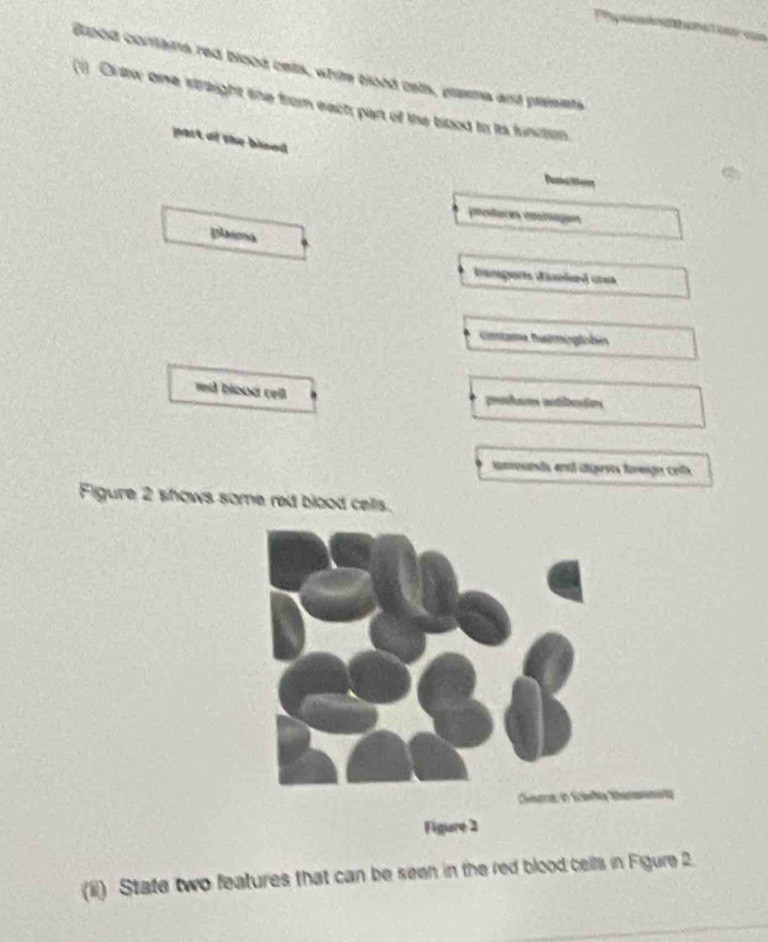 Grood conlans red blood cets, white tlood cels, plaa and pisents 
(1) Oraw one straight sne from each part of the bood to is function. 
past of the binod 
Demato 
iodaces alagos 
plasma 
ampors dneled ura 
contama hutmoglobén 
red blood cel 
podm actibaion 
areands and algeses foregn crt 
Figure 2 shows some red blood cells. 
Figure 2 
(ii) State two features that can be seen in the red blood cells in Figure 2.