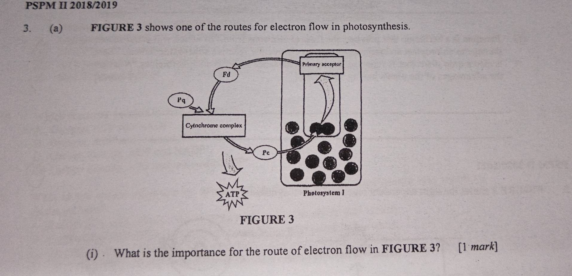 PSPM II 2018/2019 
3. (a) FIGURE 3 shows one of the routes for electron flow in photosynthesis. 
(i) What is the importance for the route of electron flow in FIGURE 3? [1 mark]