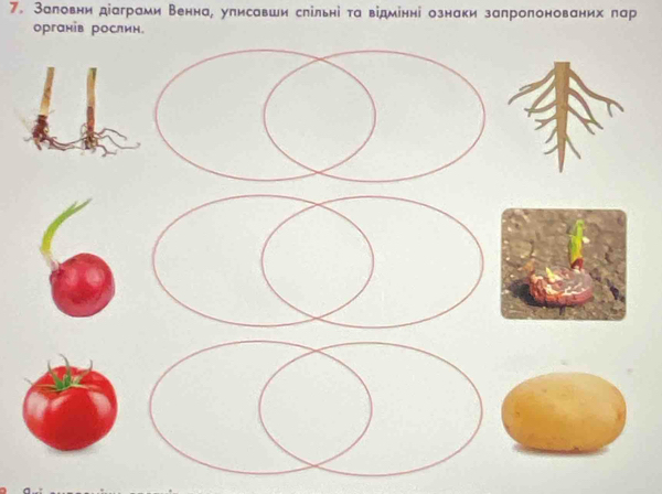 Заловни діаграми Венна, уписавши слільні τа відмінні ознаки запроπонованих пар 
органів рослин.