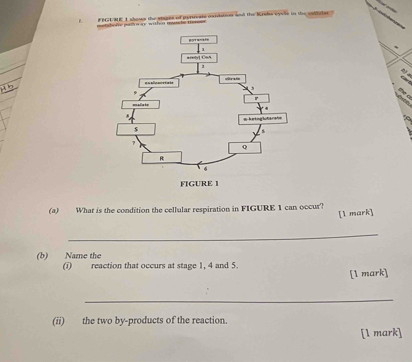 FIGURE 1 shows the stages of pyruvate oxidation and the Krebs cycle in the cellular 
metabolic pathway within musele tissues. 

b)a 
carl 
(a) What is the condition the cellular respiration in FIGURE 1 can occur? 
[1 mark] 
_ 
(b) Name the 
(i) reaction that occurs at stage 1, 4 and 5. 
[1 mark] 
_ 
(ii) the two by-products of the reaction. 
[1 mark]